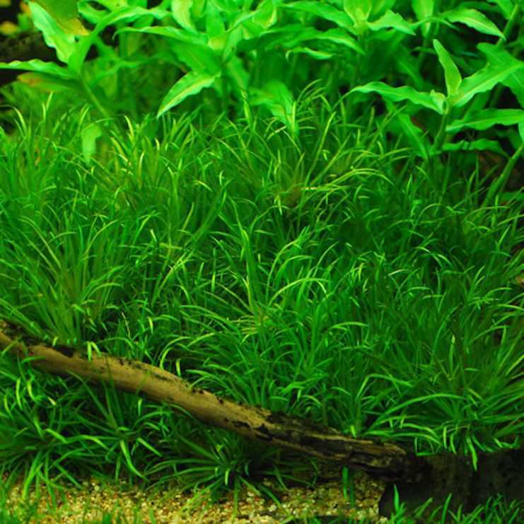 Хемиантус куба: правила ухода, посадки и совместимости аквариумного растения с рыбками