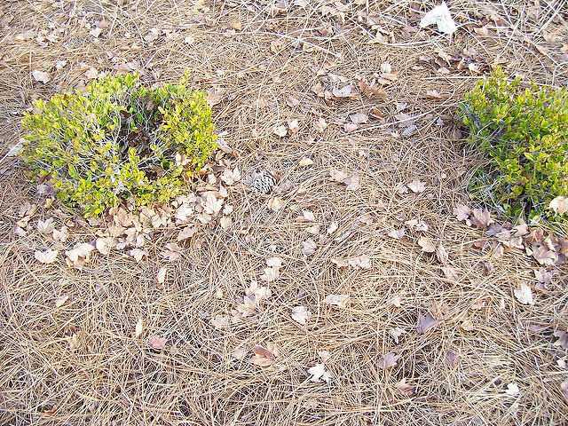 Что делать с опавшими листьями грецкого ореха: группа практикум садовода и огородника