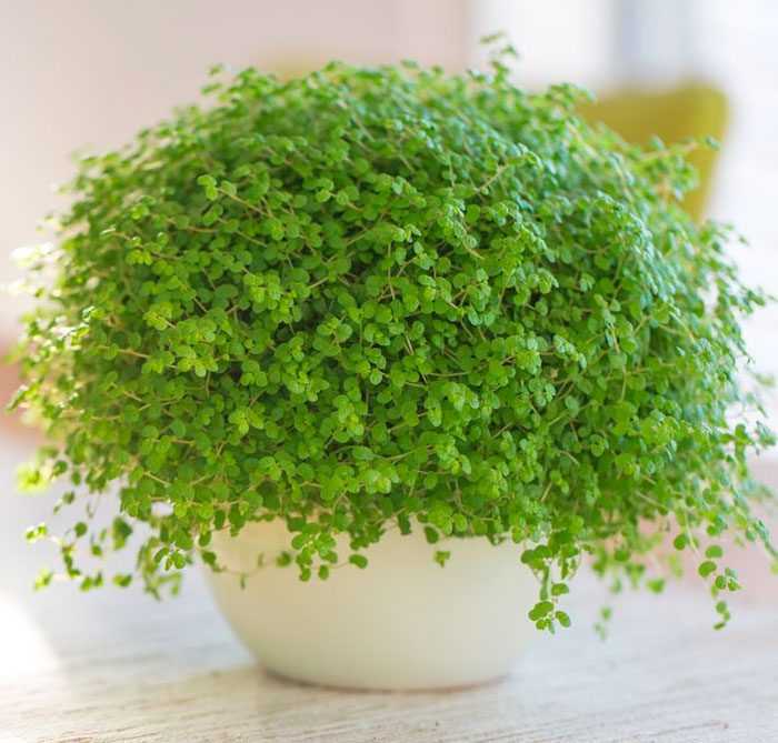 Ползучее травянистое многолетнее растение солейролия является частью семейства Крапивные Стебли длинные нитевидной формы, они покрыты небольшой овальной листвой, которая обладает ярко-зеленым окрасом
