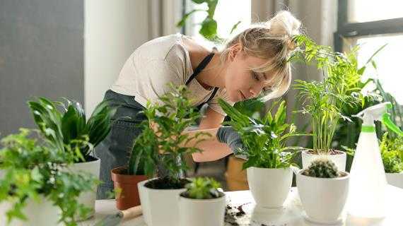 Удобрения для комнатных растений: чем подкормить цветы в домашних условиях