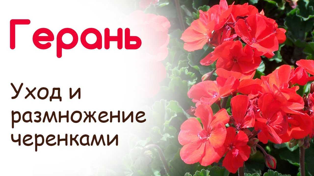 Как ухаживать за геранью в домашних условиях: фото, размножение, пересадка и обрезка - sadovnikam.ru