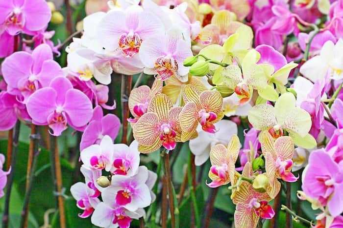 Как выглядит орхидея в горшке: фото, особенности и виды с названиями