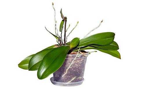 Цитокининовая паста для орхидей: как использовать для размножения и цветения, отзывы