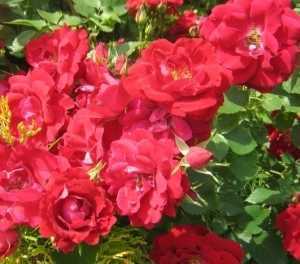 Описание канадских парковых роз, их сорта и советы по уходу