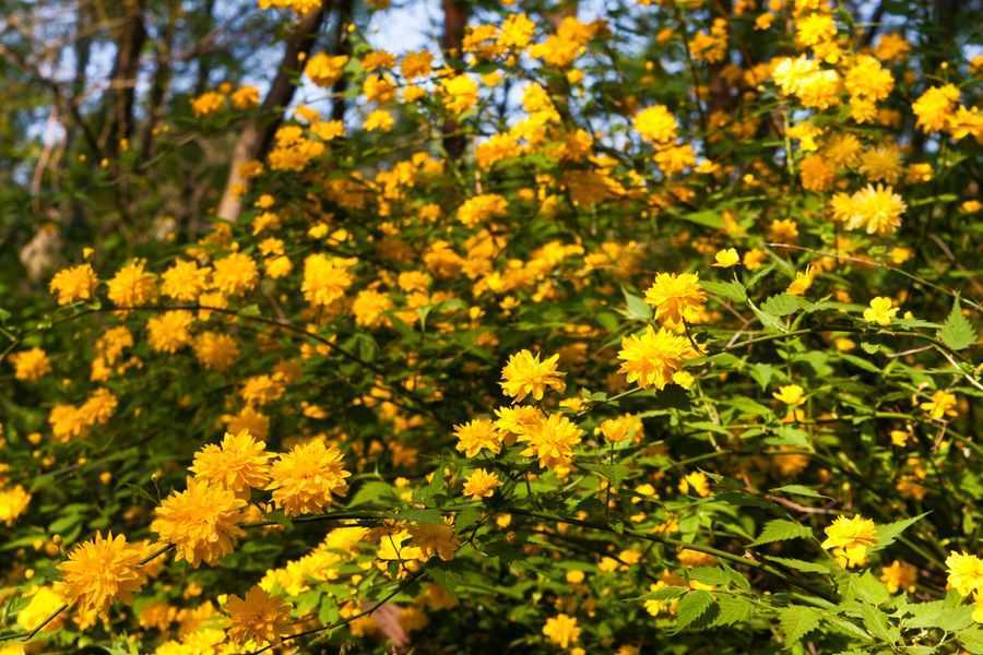 Керрия или керия: фото и описание кустарника, правила и тонкости выращивания великолепного растения с желтыми цветками