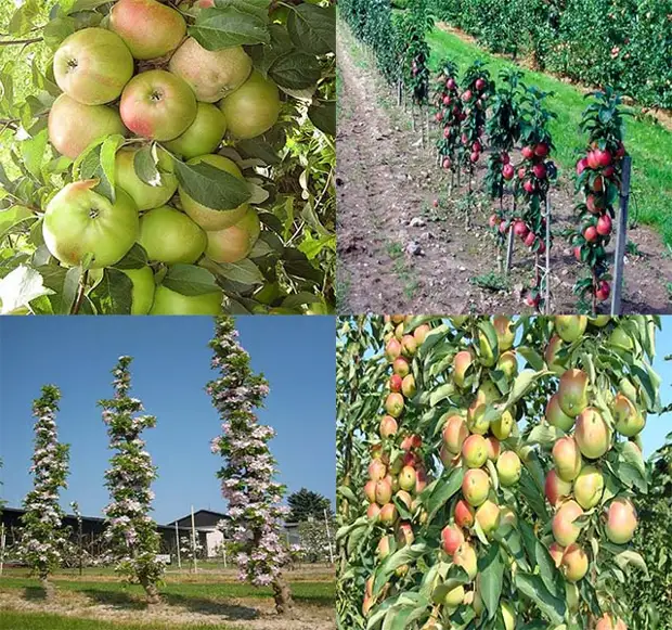Колоновидная яблоня ― это натуральный клон яблони, у которого отсутствуют боковые ветки Такие яблони идеально подходят владельцам небольших садов