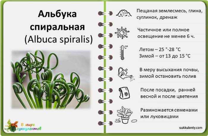 Уход за альбукой спиральной в домашних условиях: цветок albuca spiralis из семян