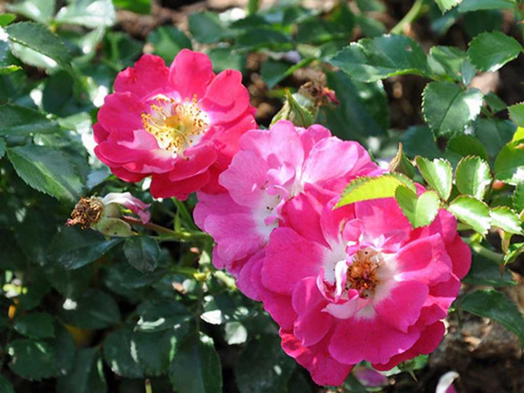Роза фейри почвопокровная: посадка и уход в открытом грунте, фото сортов, размножение, выращивание