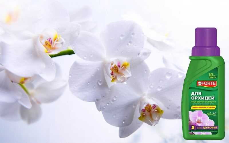 Варианты применения удобрения бона форте: для орхидеи и других комнатных растений