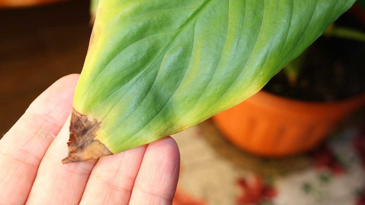Чернеют и сохнут листья у спатифиллума