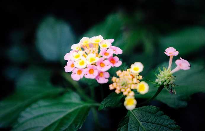 Лантана: выращивание экзотического цветка в домашних условиях
