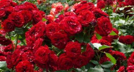 Обрезка плетистых роз на зиму: советы по обрезке вьющихся роз осенью для начинающих. как правильно сделать укрытие? как подготовить розы к обрезке?
