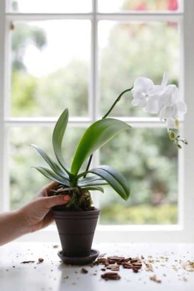 Орхидея фаленопсис — уход в домашних условиях, как нарастить листья и ухаживать за комнатным цветком зимой