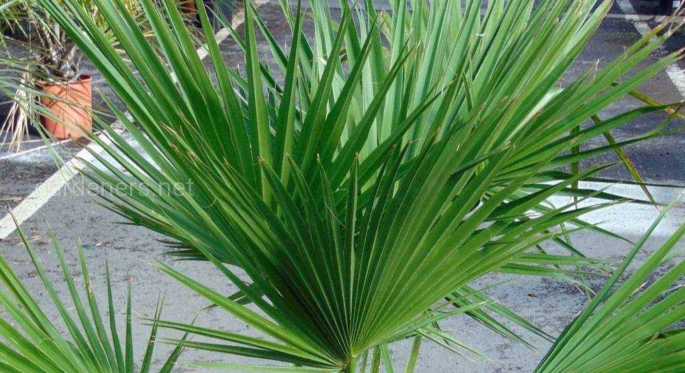 Цикас — домашняя пальма: уход и размножение