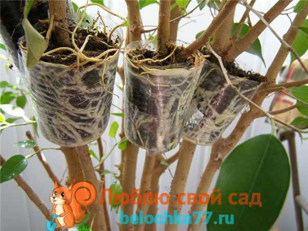Размножение каучуконосного фикуса в домашних условиях: как размножить его черенками и листом? особенности дальнейшего ухода