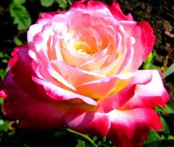 Чайно-гибридная роза ред интуишн (red intuition): отзывы и фото цветов, особенности выращивания и ухода
