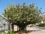 Вечнозеленое дерево фикус бенгальский (Ficus benghalensis) относится к семейству Тутовые Длина плотных листовых пластин около 20 сантиметров, а ширина — до 6 сантиметров