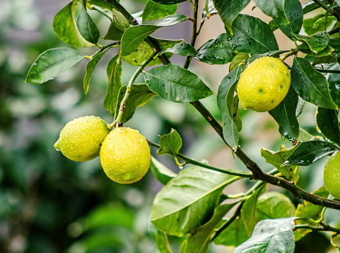 Идеальная земля для лимона: готовим грунтовую смесь в домашних условиях