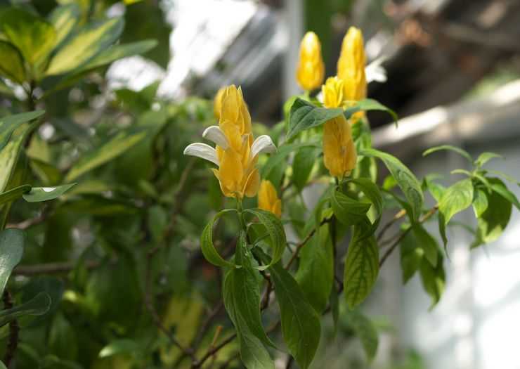 Пахистахис - уход в домашних условиях и размножение комнатного цветка, виды с фото
