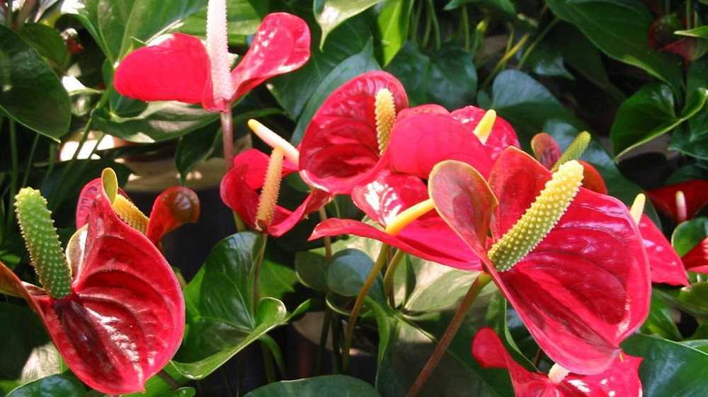 Спатифиллум – красивый комнатный цветок, который выращивают многие цветоводы Свою популярность он завоевал благодаря неприхотливости и простому уходу
