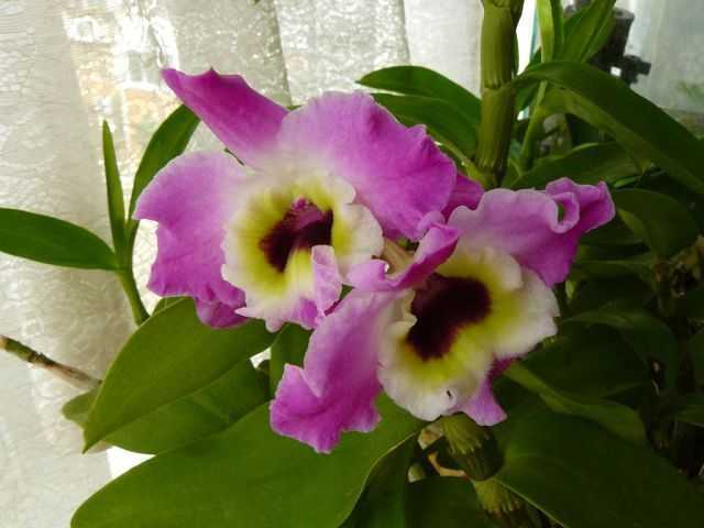 Орхидея дендробиум - советы по уходу и выращиванию