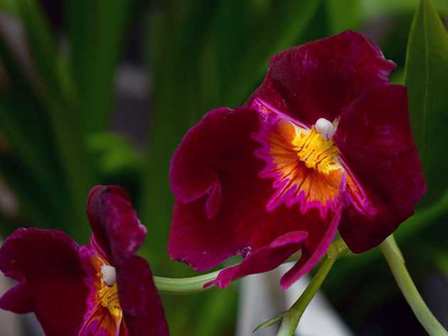 Мильтония: описание видов - Проект "Цветочки" - для цветоводов начинающих и профессионалов