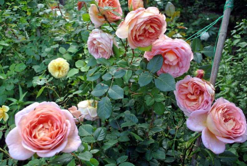 Роза абрахам дерби: описание сорта и 9 этапов посадки