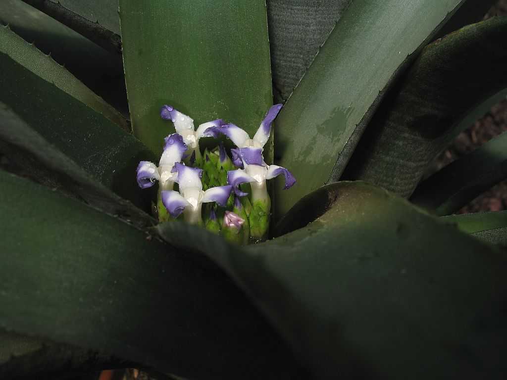 Неорегелия (34 фото): уход за цветком в домашних условиях. описание неорегелии каролины и других видов. способы размножения