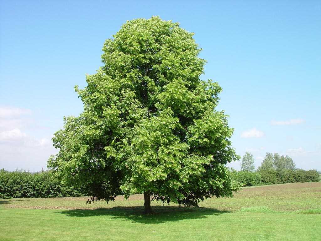 Такое растение, как спармания имеет более распространенное название ― комнатная липа Комнатная липа это наиболее крупное деревце, которое выращивают в домашних условиях