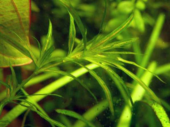 Почему не растут или плохо растут растения в аквариуме?