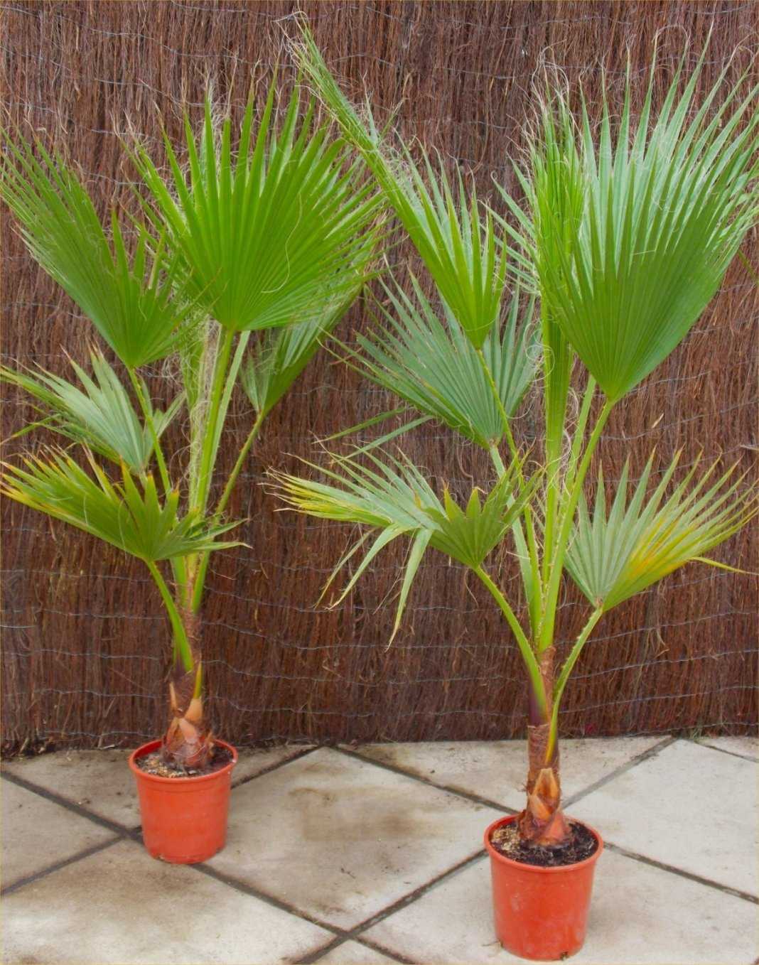 Уход за пальмой вашингтония в домашних условиях: выращивание из семян, виды