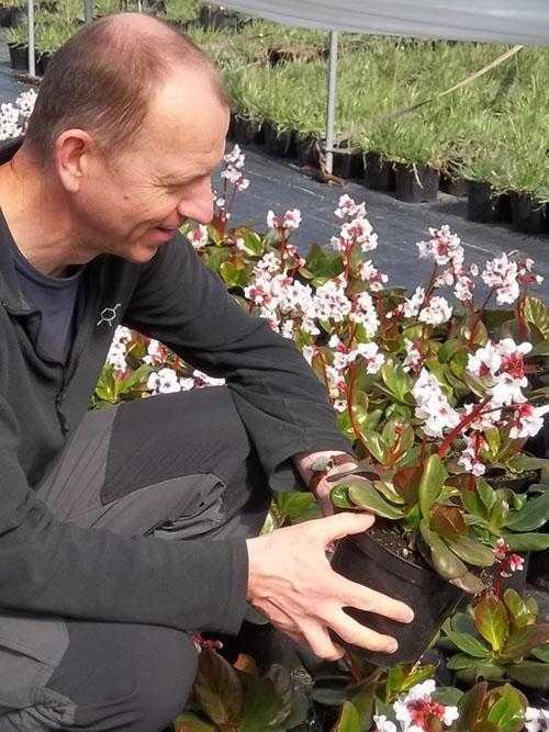 Выращивание цветков бадана в саду — правильное размножение и пересадка растения