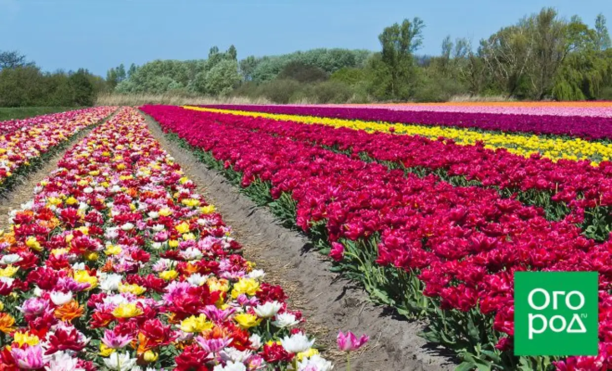 Тюльпаны: уход и выращивание за цветами