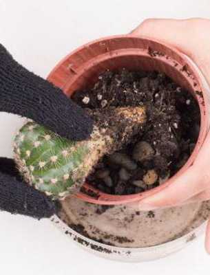 Удобрение для кактусов в домашних условиях