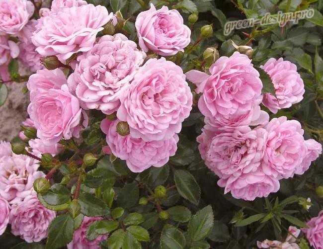 Мой любимый сорт полиантовых роз ‘фэйри’ (the fairy, feerie, perle rose)