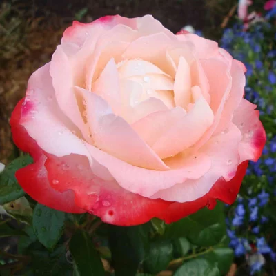 Роза «мария терезия»: описание сорта, фото и отзывы