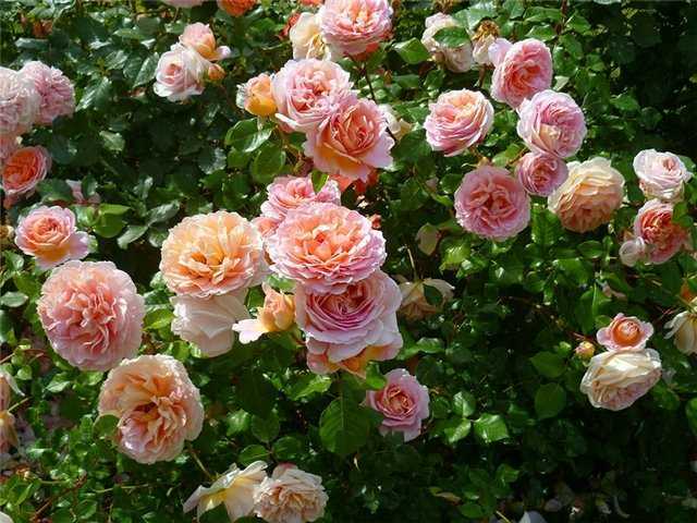 Роза Абрахам Дерби входит в число самых популярных английских сортов с классической формой старинного цветка Окраска розы медно-абрикосовая, меняющаяся под