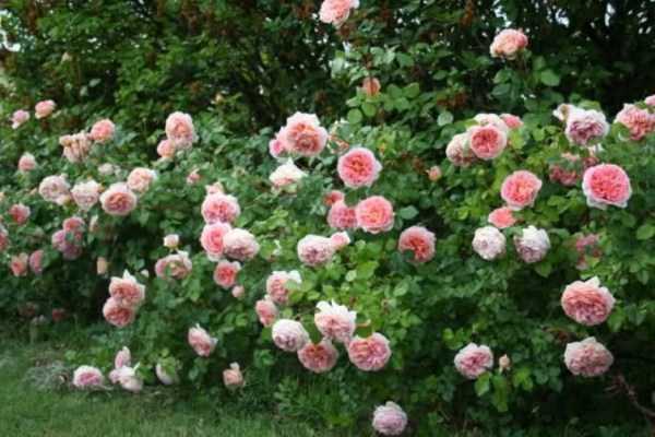 Роза абрахам дерби (abraham darby) — описание сортового цветка
