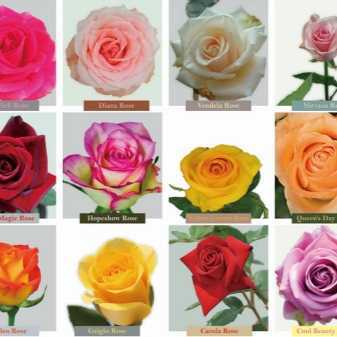 Роза: описание 16 сортов, особенности и уход (150 фото)