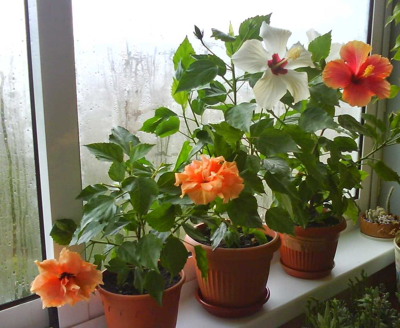 Домашний цветок гибискус: все сорта и фото цветов