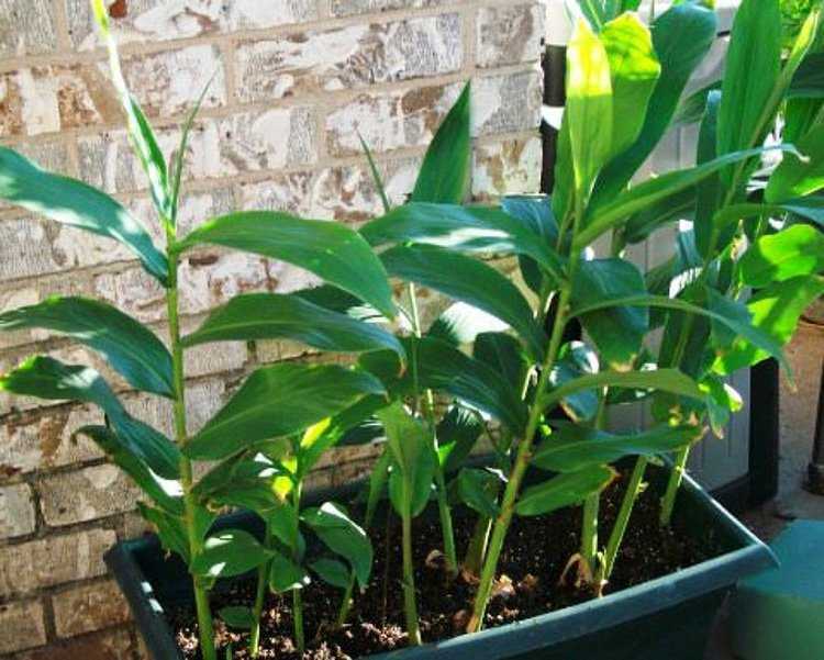 Как посадить корень имбиря: способы для дома и огорода