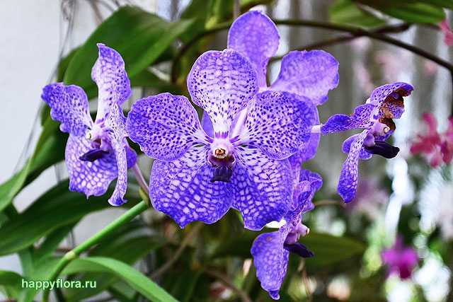 Цветок орхидея ванда: фото, уход и выращивание в домашних условиях, виды цветов
