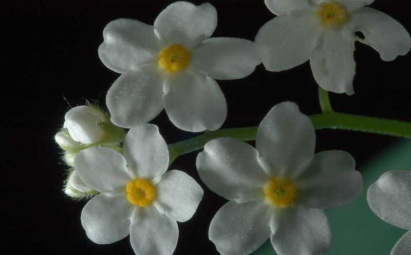 Незабудка: какими лечебными свойствами обладают цветы