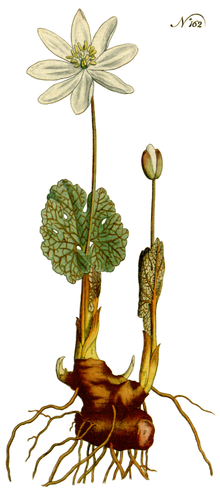 Сангвинария канадская.: группа клумбы и цветники