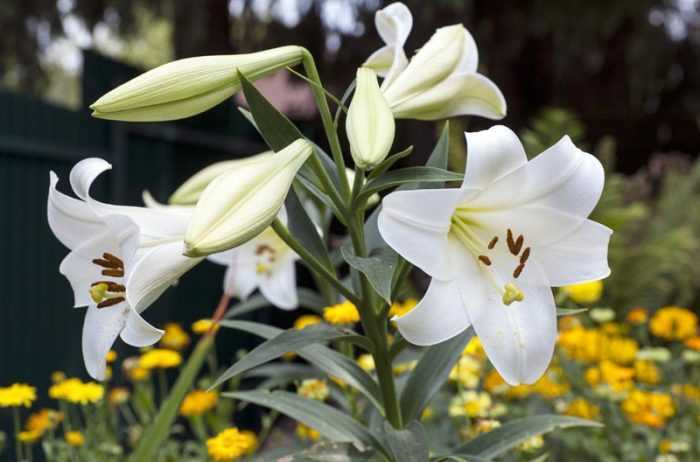 Белые лилии (47 фото): описание гибрида кандидум или лилии белоснежной, названия красивых сортов, посадка и уход