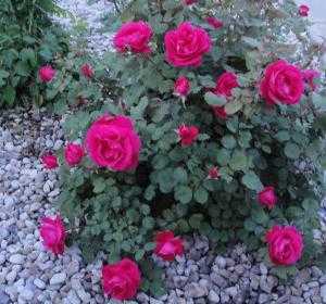 Двухцветные розы