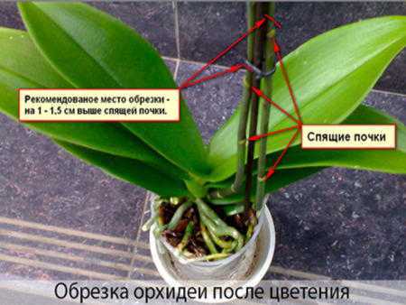 Как и когда лучше пересадить орхидею фаленопсис в домашних условиях