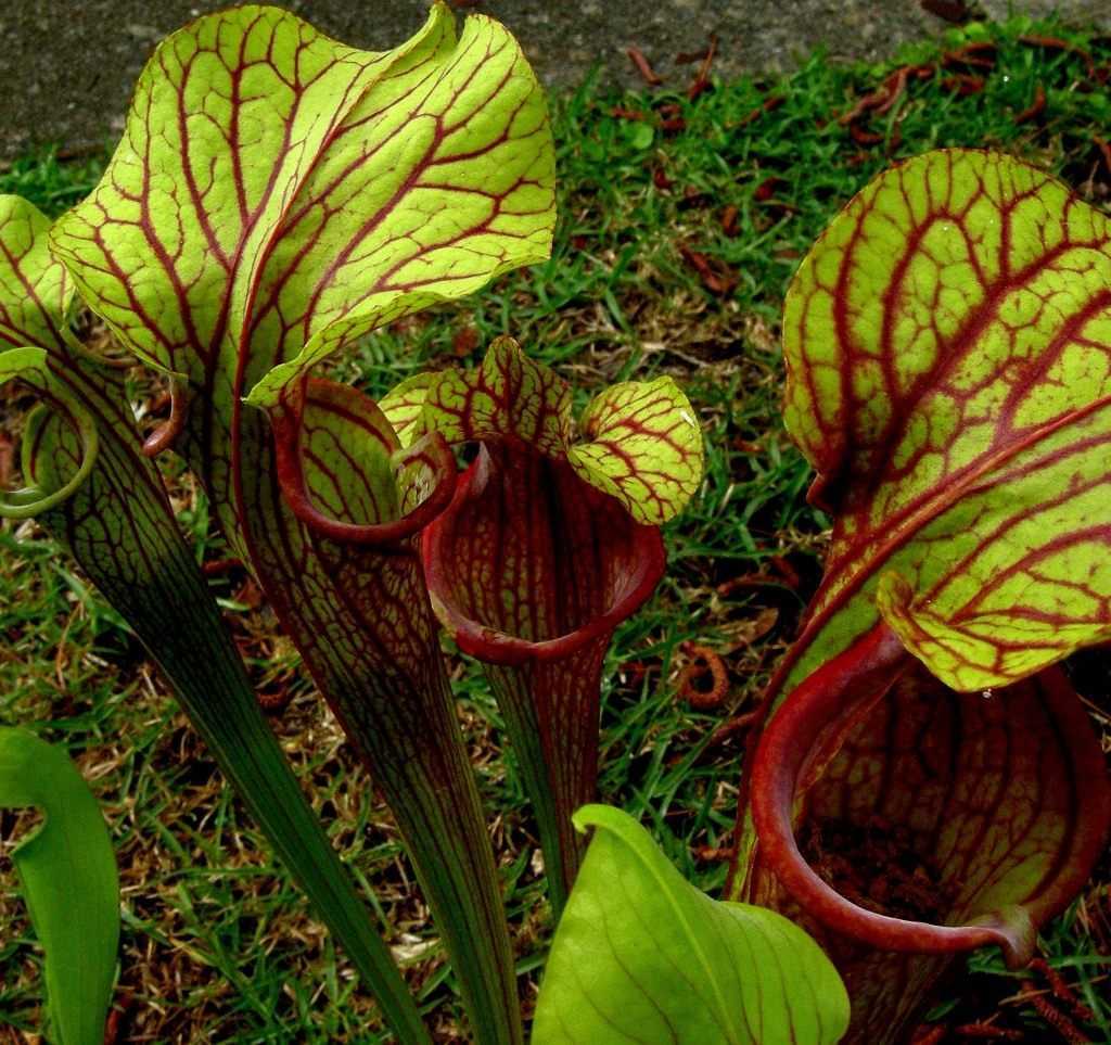 5 хищных растений, которые можно вырастить дома - лайфхакер