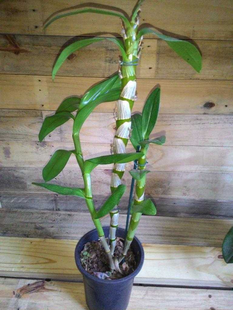 Орхидеи дендробиум