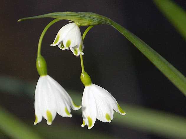 Луковичное многолетнее растение гальтония (Galtonia), которое еще именуют капским гиацинтом, является представителем семейства лилейные